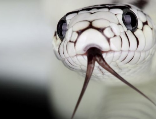 Operațiunea „Șarpele” (Snake)